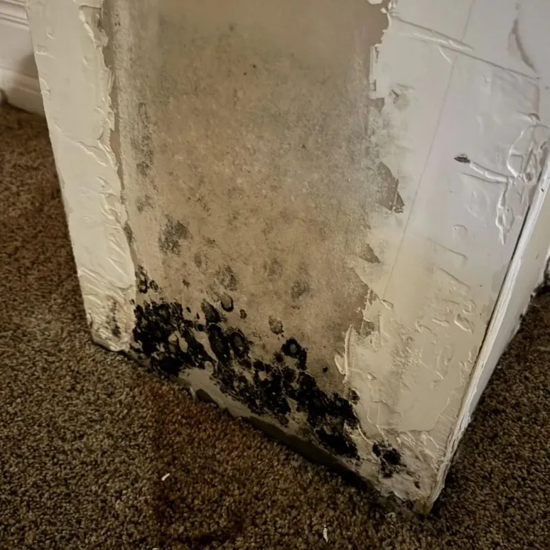 Professional Mold Removal in Arkansas County, AR